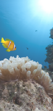 Underwater photo Kuching Sarawak Borneo Malaysia