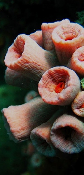 Underwater photo Kuching Sarawak Borneo Malaysia